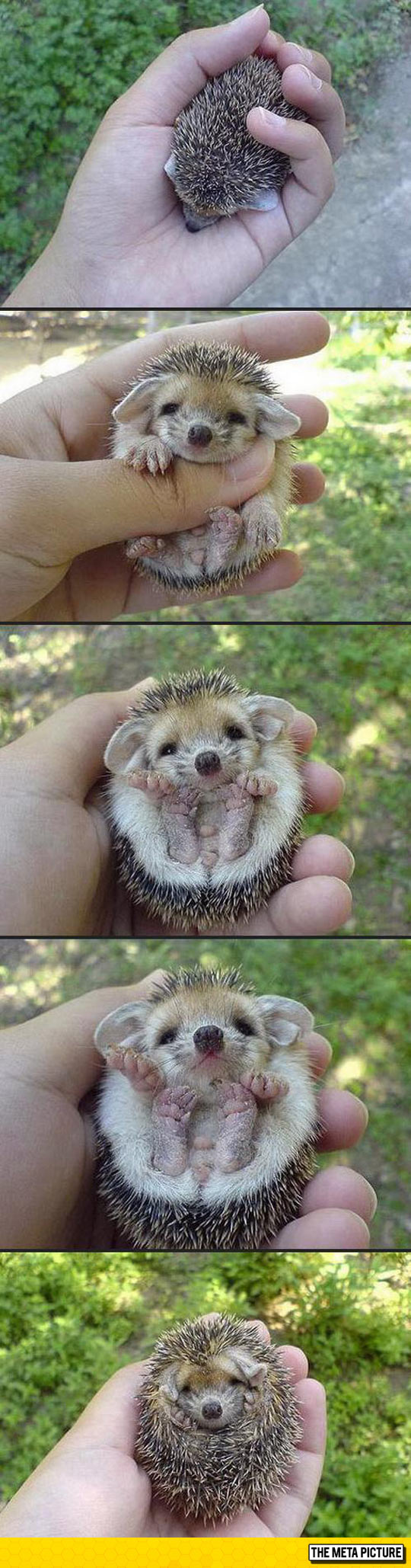 I Need This Baby Hedgehog In My Life