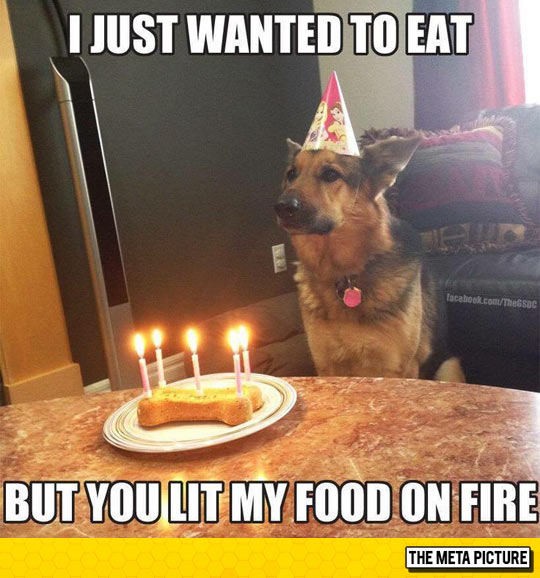 Birthday Dog Is Disappointed