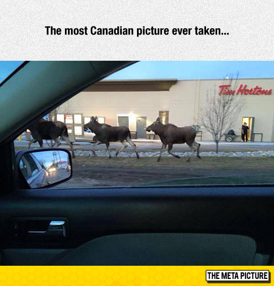 funny-most-Canadian-photo-ever
