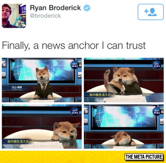 funny-news-anchor-dog-TV