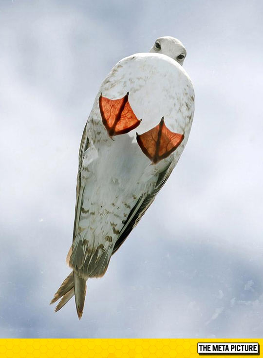 Just A Seagull On A Glass Roof
