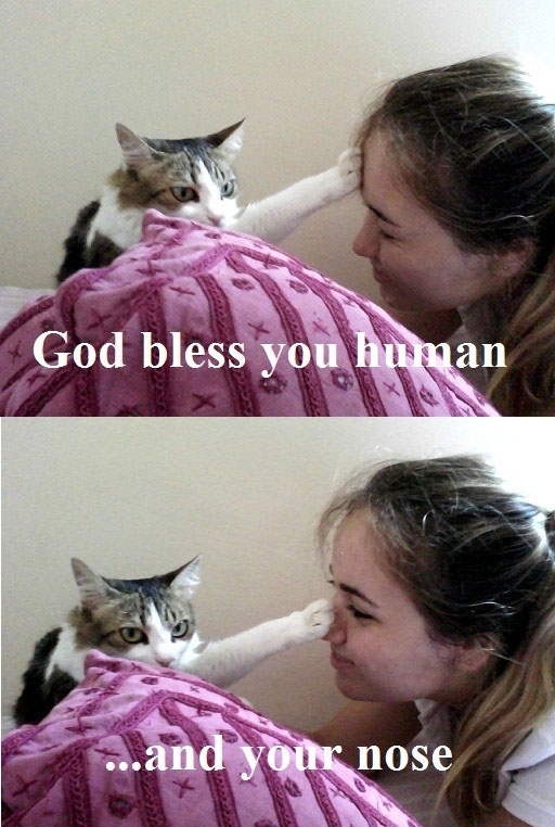 Holy cat