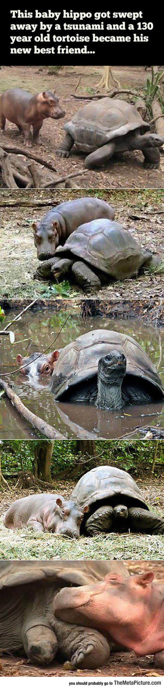 cool-baby-hippo-tortoise