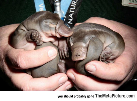 Newborn Baby Platypuses Are Adorable
