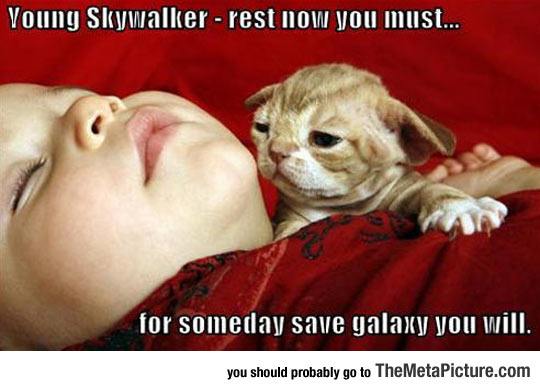 cool-baby-sleeping-Yoda-cat