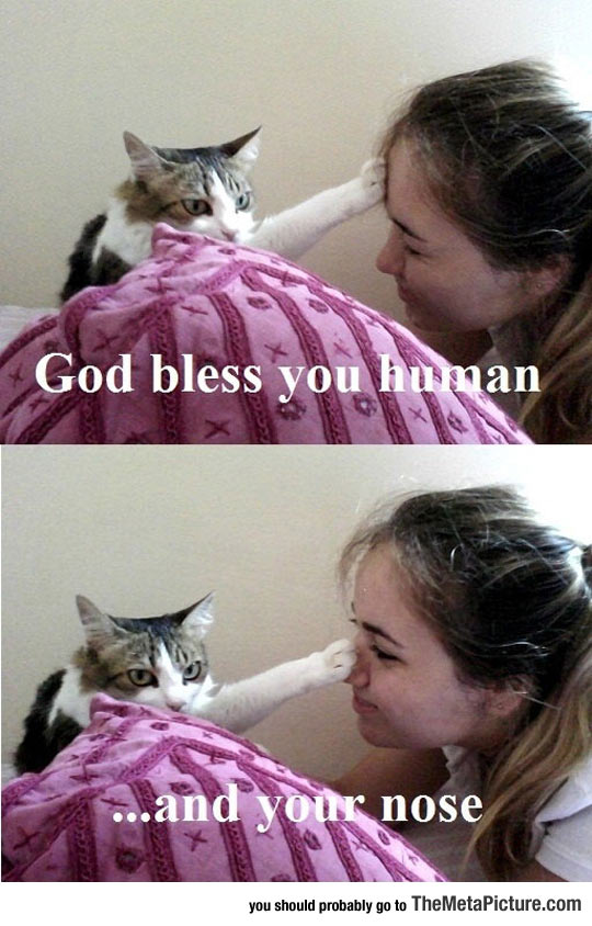 Holy Cat Will Save Us All