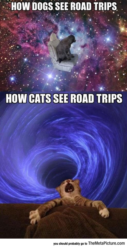 The Way Dogs And Cats See Road Trips