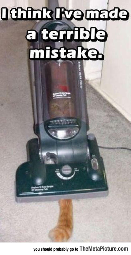 Vacuum Cat