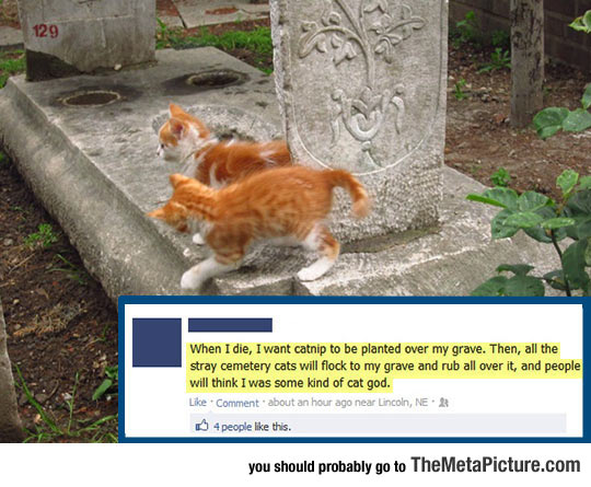 cool-catnip-grave-cat-god