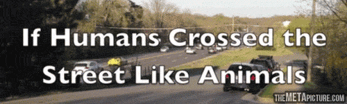 If Humans Crossed The Street Just Like Animals