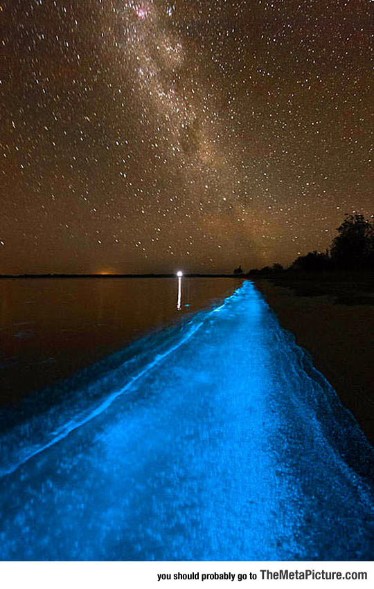 cool-night-photo-beach-bioluminescent
