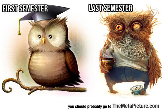 cool-owls-semester-studying-ruined