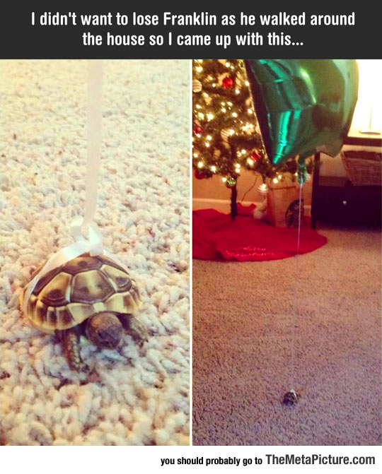 Clever Way To Keep Track Of Where Your Tortoise Is