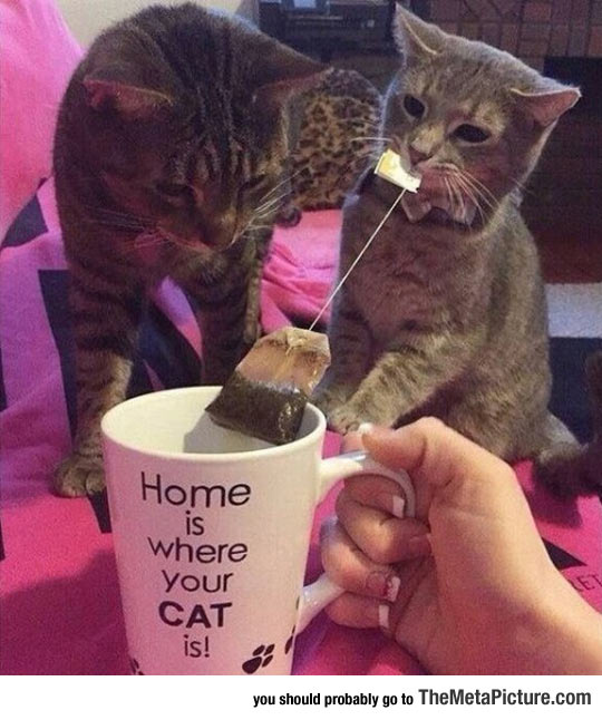 Home For Cat People