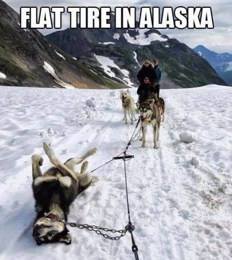 funny-husky-snow-Alaskan-flat-tire