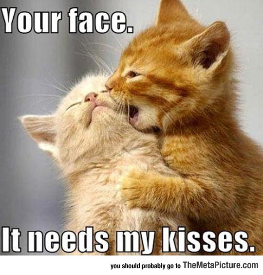 funny-kitten-kiss-baby-little