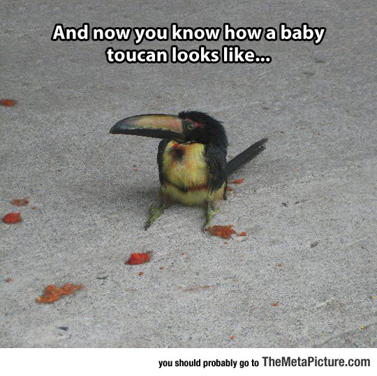 Just A Tiny Baby Toucan