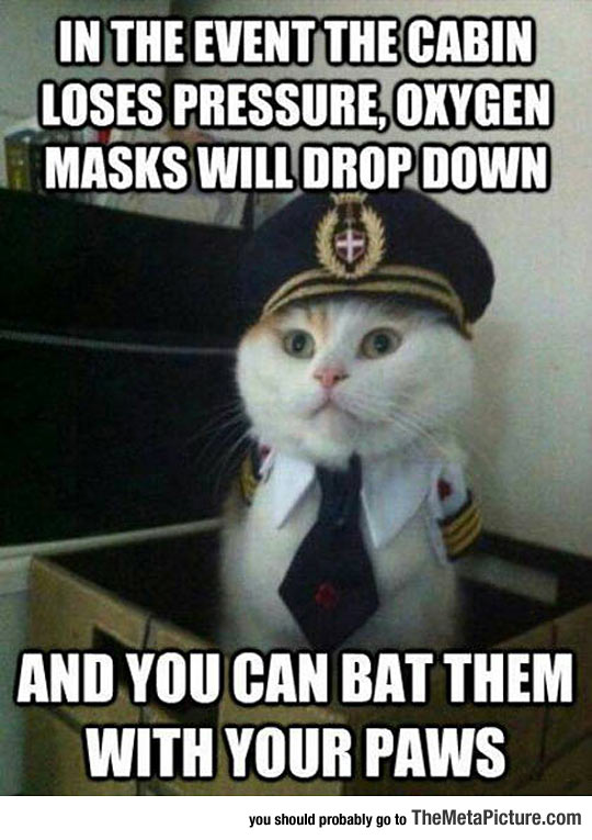 Captain Kitty Gives The Right Instructions