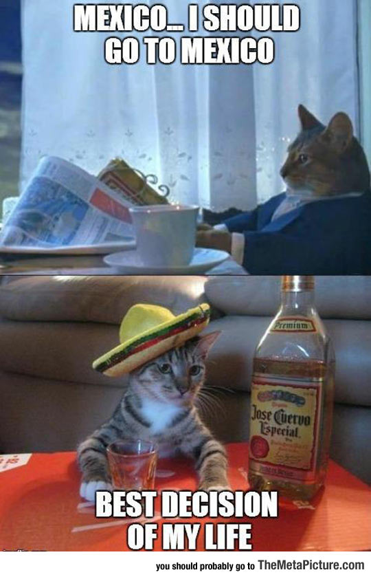 cool-cat-Mexico-tequila-sombrero