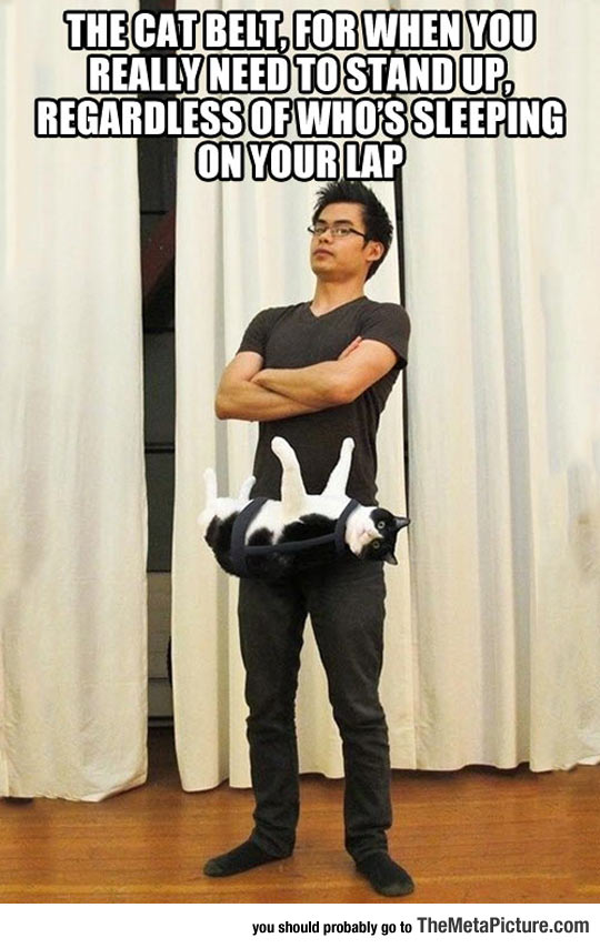 cool-cat-belt-standing-sleeping-lap