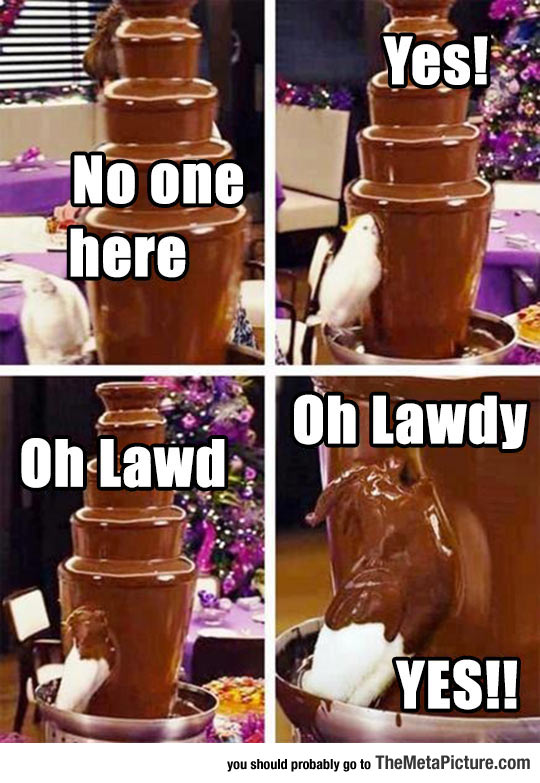 When A Bird Finds A Chocolate Fountain