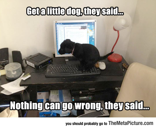 cool-cute-puppy-keyboard