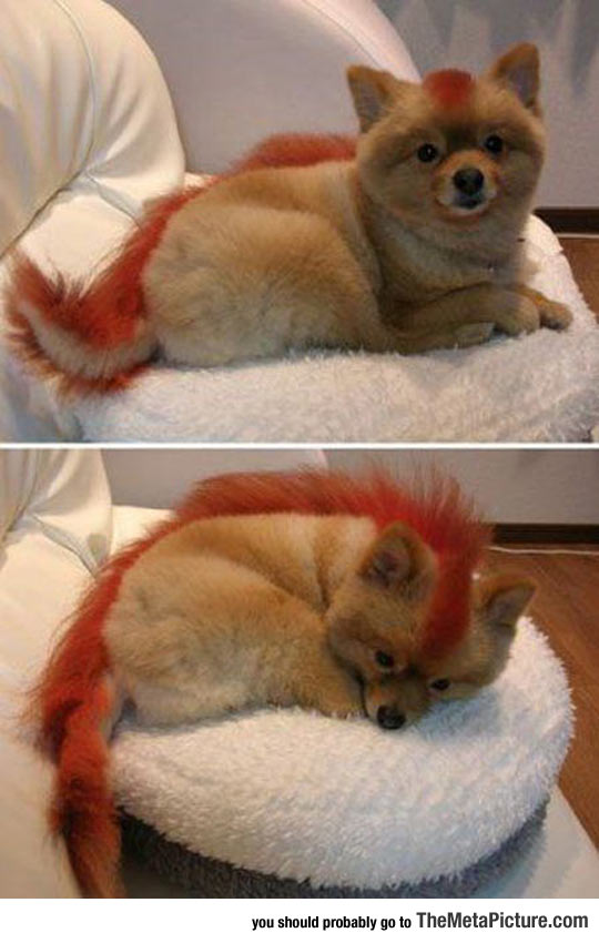 Firefox Dog