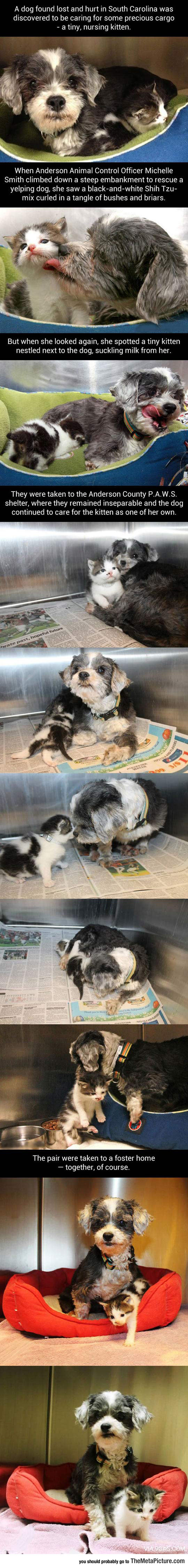 cool-dog-nursing-kitty-shelter