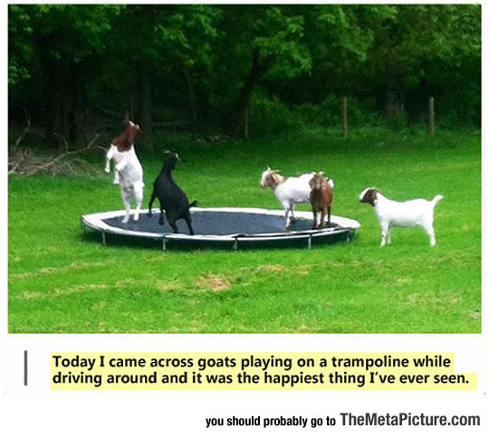 Goats Having Fun On A Trampoline