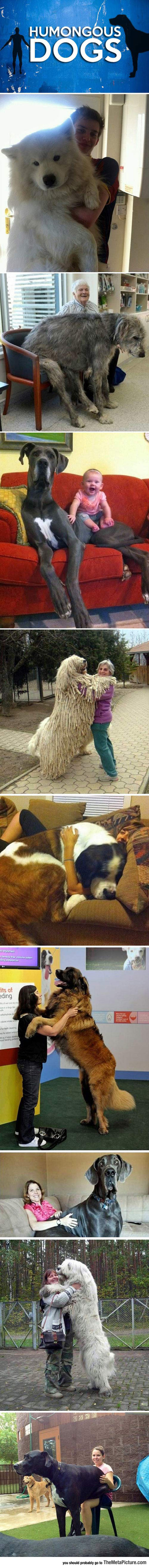 Really Big Dogs