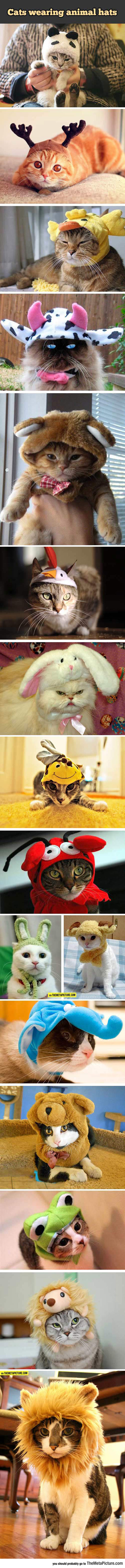 Felines Wearing Animal Hats