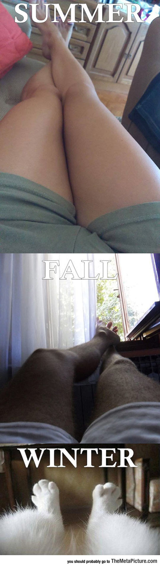 cool-legs-seasons-fur-cat