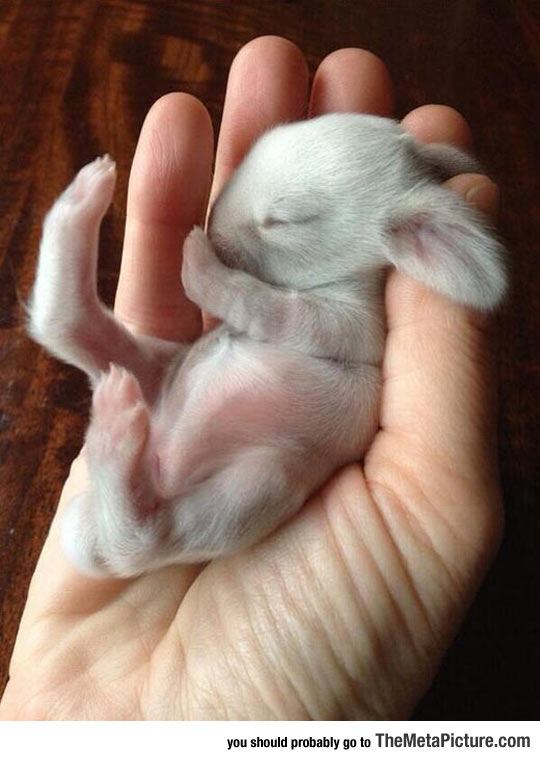 Sleepy Newborn Bunny