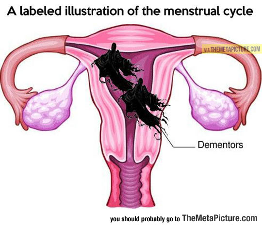 Menstrual Cycle Illustration