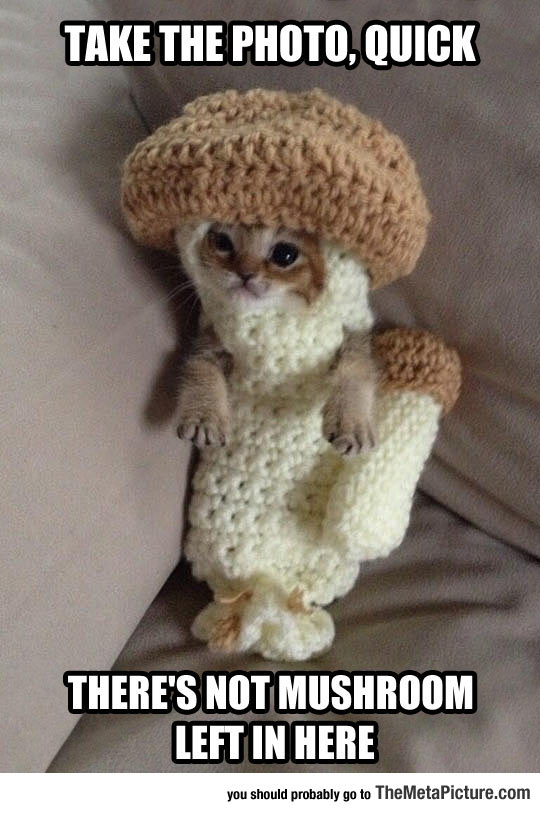 cool-mushroom-cat-costume-photo