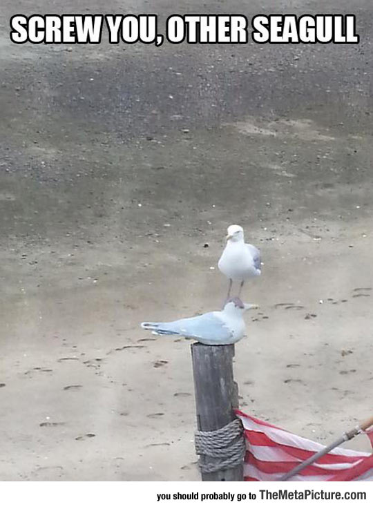 Seagulls Just Don