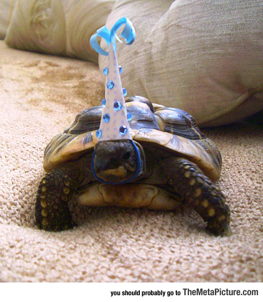 cool-turtle-hat-birthday-tortoise