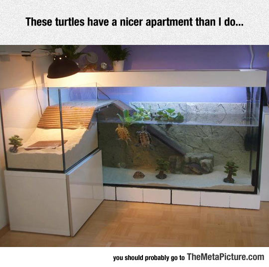 These Turtles Are Living The Life