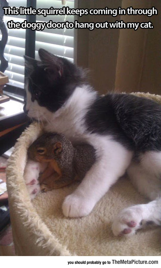 cute-cat-squirrel-sleep-together