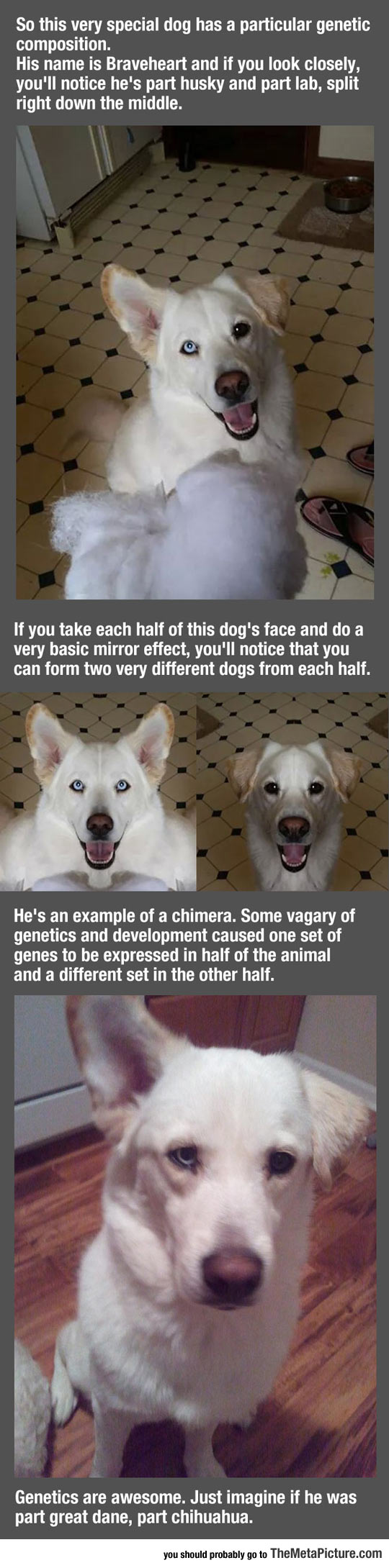 Genetics Are Awesome