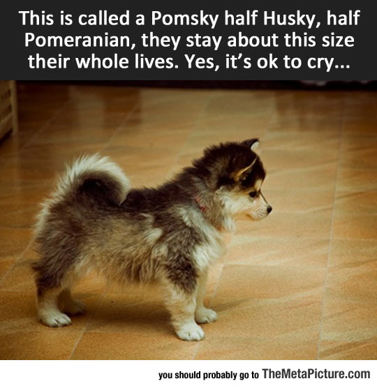 The Rare Pomsky