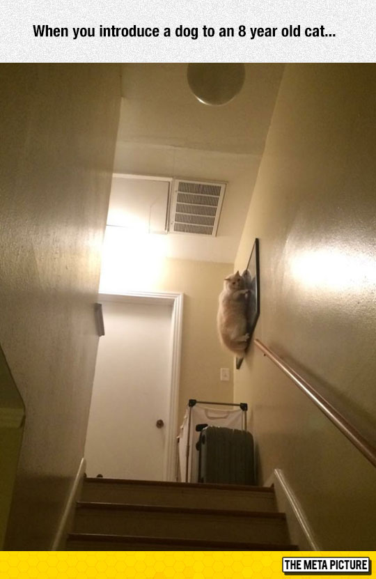 funny-cat-scared-walking-wall