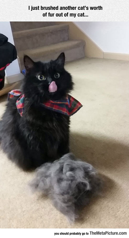 funny-cat-tongue-hair
