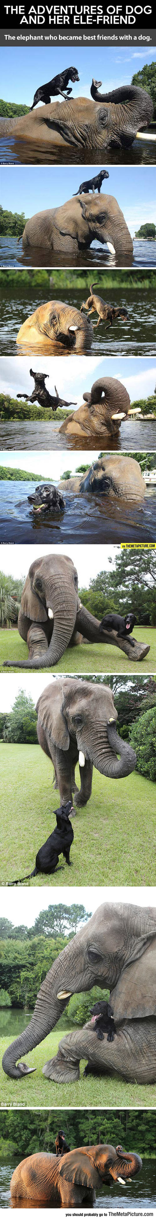 The Elephant Who Became Best Friends With A Dog