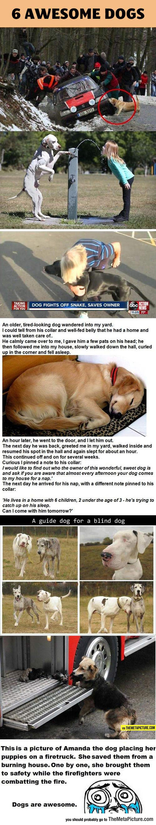 Why Dogs Are Better Than Humans