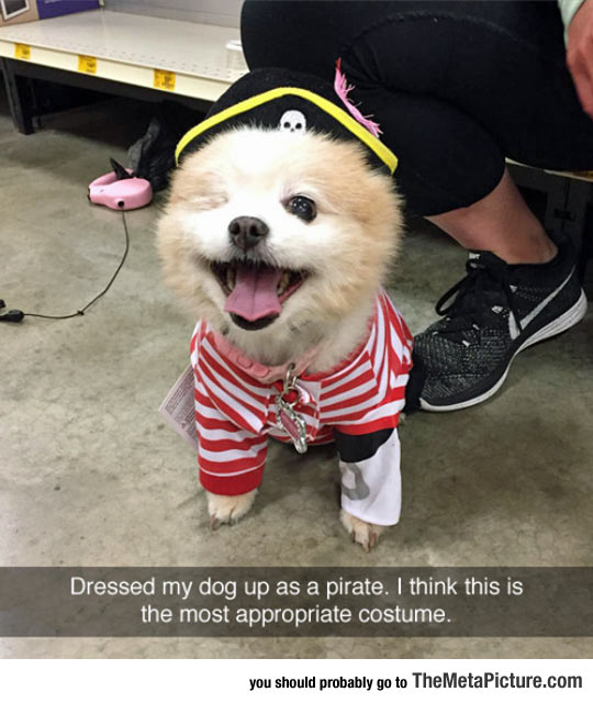 Appropriate Costume For A One-Eyed Dog