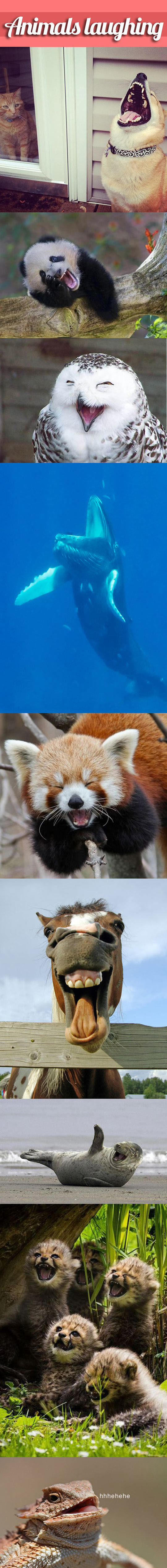 Animals Who Can’t Contain Their Laughter