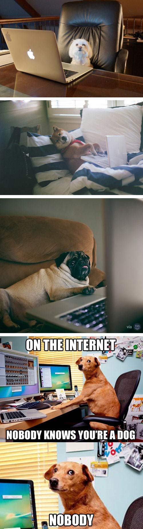 DOGS ON THE INTERNET.