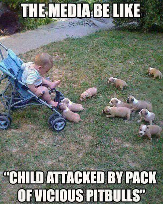 cool-baby-baby-dog-pitbull-media