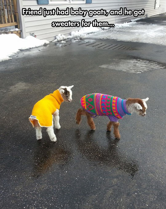 Tiny Baby Goats In Sweaters